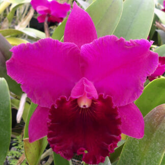 Blc. Burkekin Storm 'Midnight'