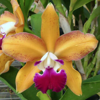 Cattleya Crosses