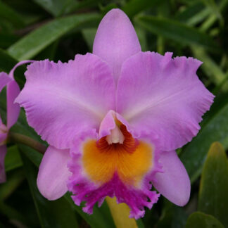 Bc. Donna Kimura 'Paradise Tami' AM/AOS.