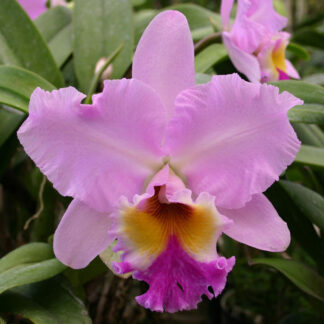 Bc. November Bride 'Big Pink'