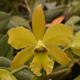 Blc. Pennsylvania Spring '#3'