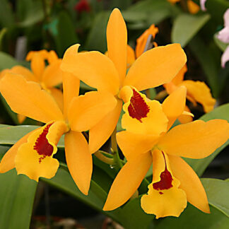 Lc. Gold Digger 'Orglade's Mandarin'.
