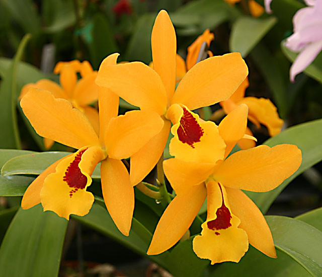 Lc. Gold Digger 'Orglade's Mandarin'.