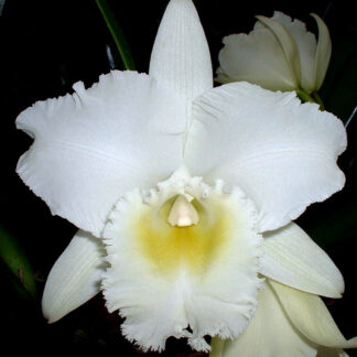 Bc. Pastoral 'Innocence' FCC/AOS.
