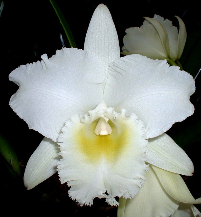 Bc. Pastoral 'Innocence' FCC/AOS.
