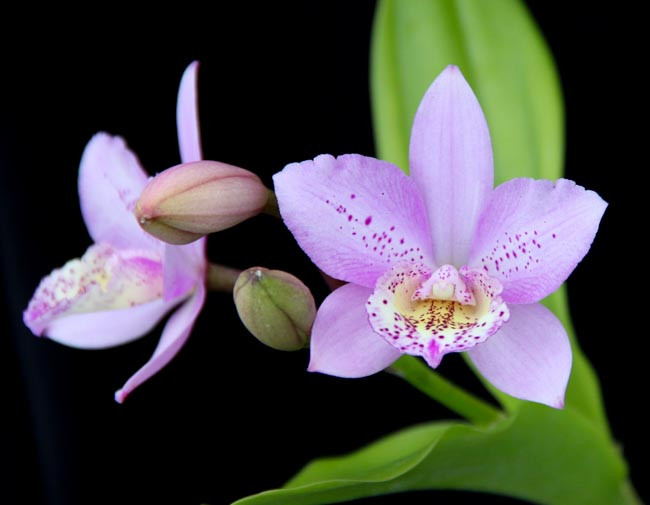 Diaca. Aka's Aloha 'Dream Dust'.