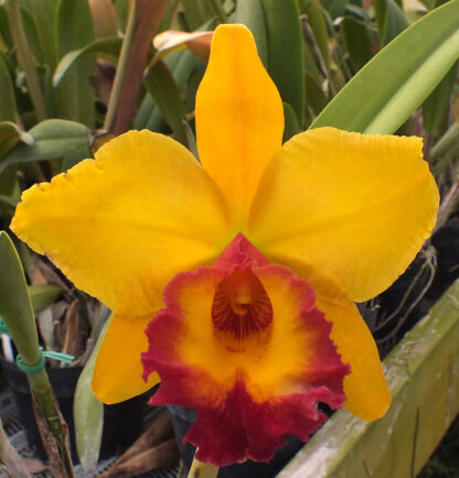 Blc. Albert W. Turner - Image 6