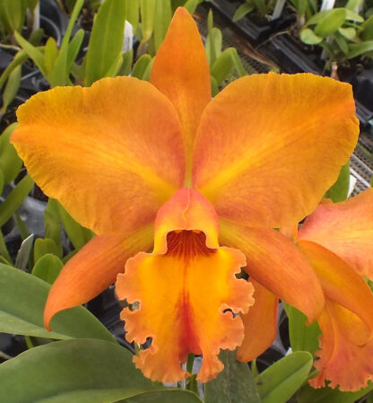 Blc. Albert W. Turner - Image 8