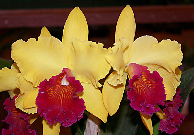 Blc. Alma Kee 'Tipmalee' AM/AOS.