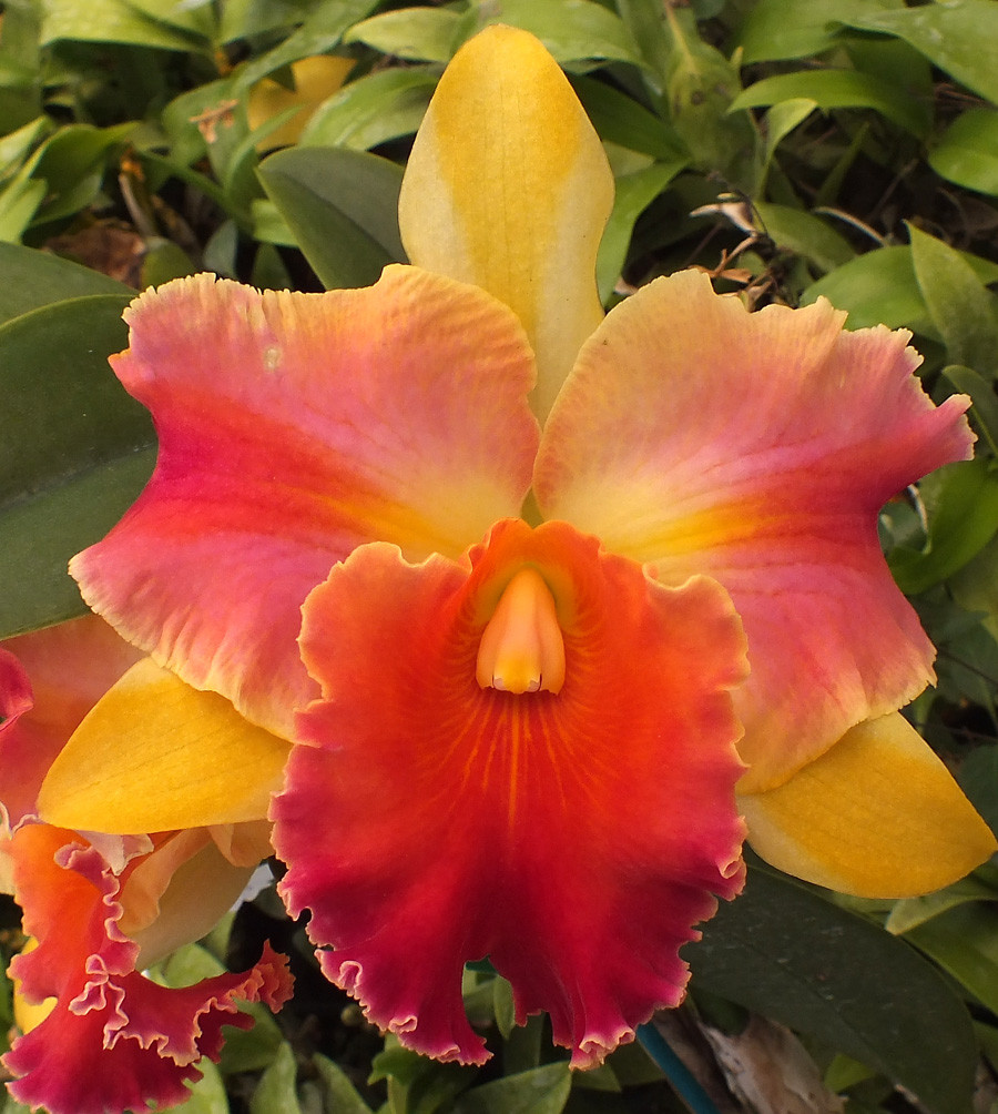 Blc. Amazing Thailand '#1'.