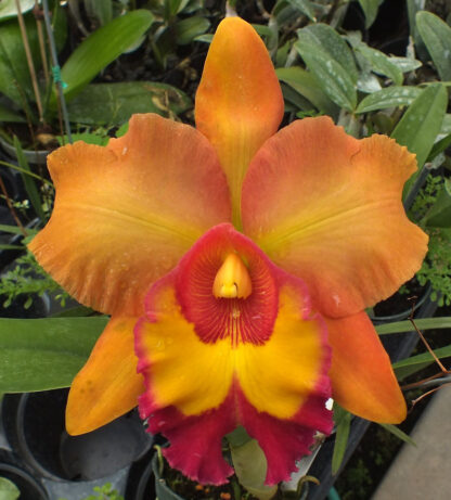 Blc. Albert W. Turner