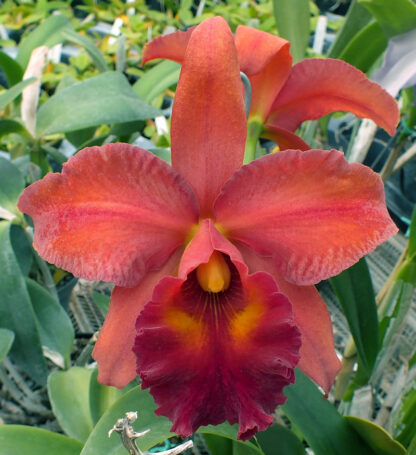 Blc. Albert W. Turner - Image 3