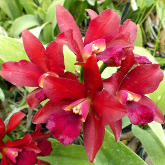 Blc. Dennis Kone 'Odom's Ruby'.