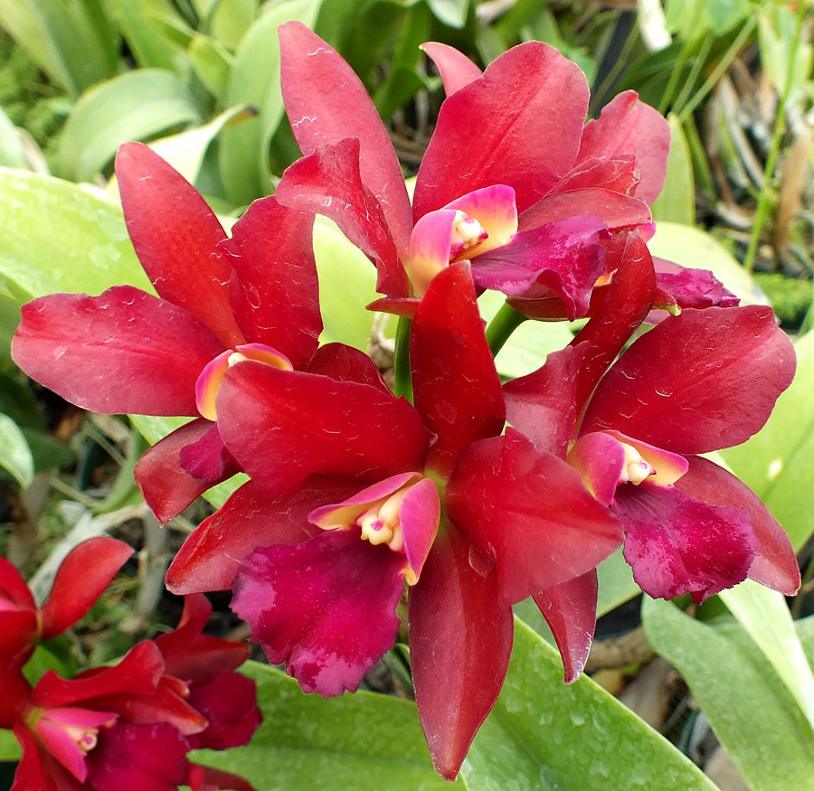 Blc. Dennis Kone 'Odom's Ruby'.