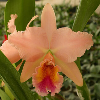 Blc. George King 'Serendipity' AM/AOS.