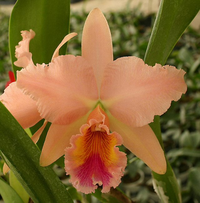 Blc. George King 'Serendipity' AM/AOS.