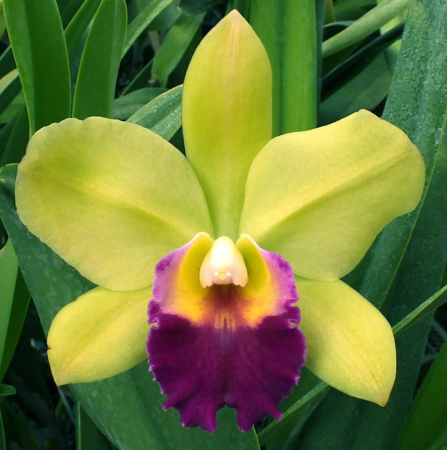 Blc. Hsinying Greenworth 'N.N.' - Image 3