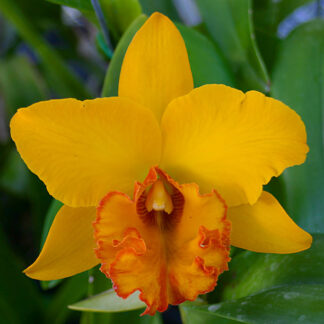 Blc. Hunabu Esmeralda 'Golden Jade'.