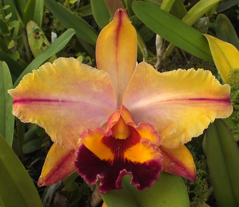 Blc. Laura Schneider - Image 3