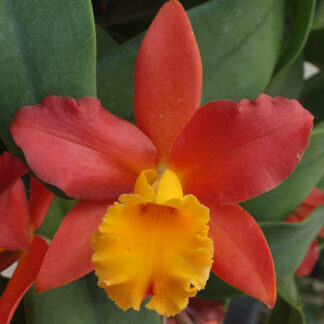 Blc. Lily Marie Almas 'MGR'.