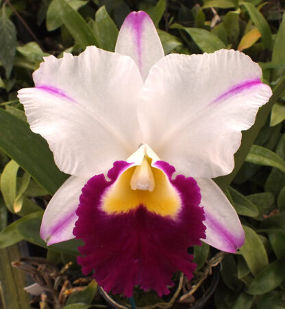 Blc. Mem. Shirley Byrnes 'NN'. |Odoms Orchids