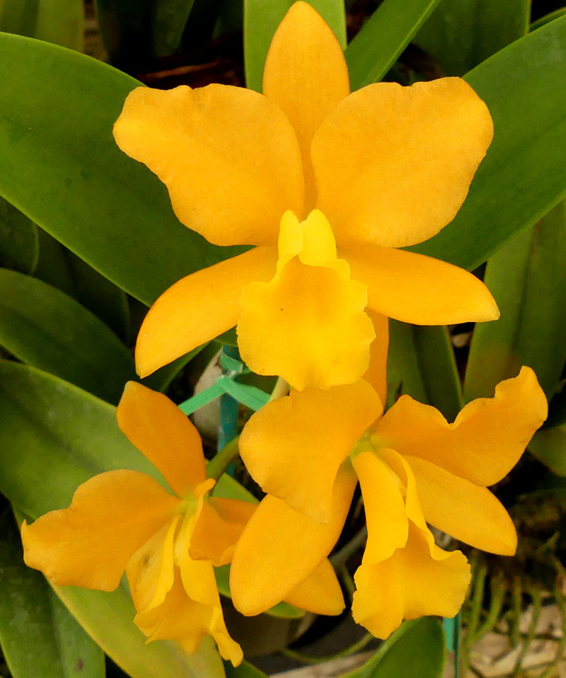 Blc. Nuggett Digger '#57'. - Image 2