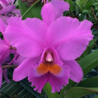 Blc. Odom's Full House