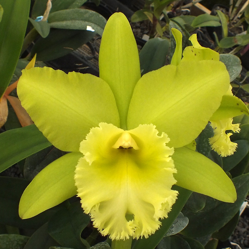 orchid 様 專用 Prebook BULK - Light Pink Mokara Orchid Fresh Cut Flowers