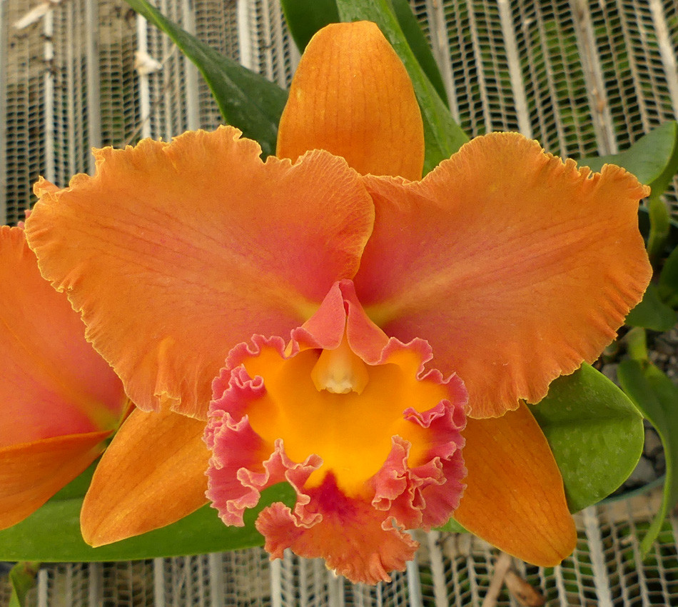 Rlc. Siam Paradise 'Full Moon' |Odoms Orchids