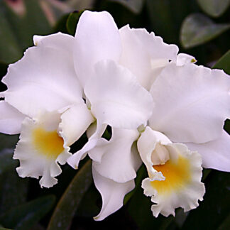 Blc. (Wendy Tanaka x C. Little Dipper) 'Golden Eye'.