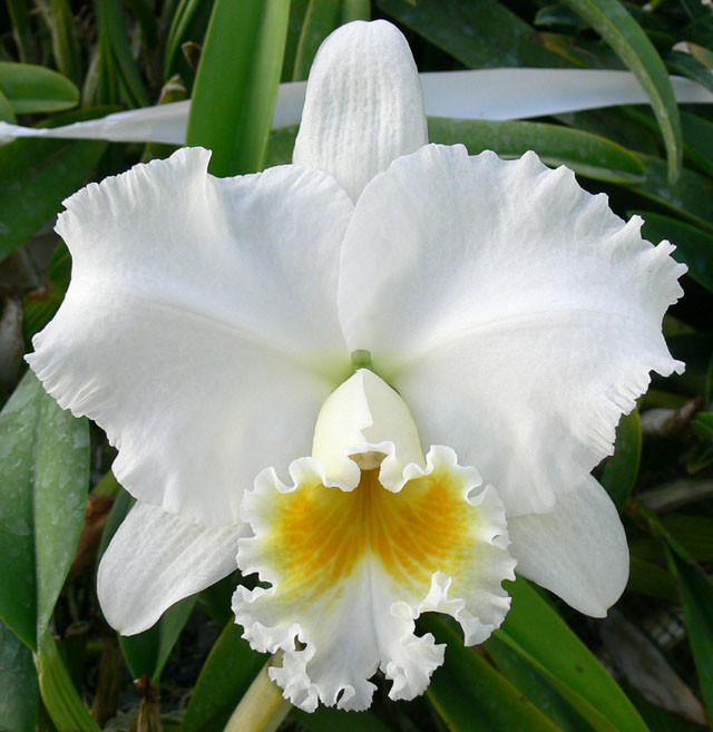 C. Jump for Joy 'Rounder' x C. Melody Fair 'Carol' |Odoms Orchids