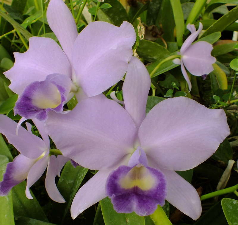 Blc. Ponderosa 'Cariad's Cumulus' AM/AOS |Odoms Orchids