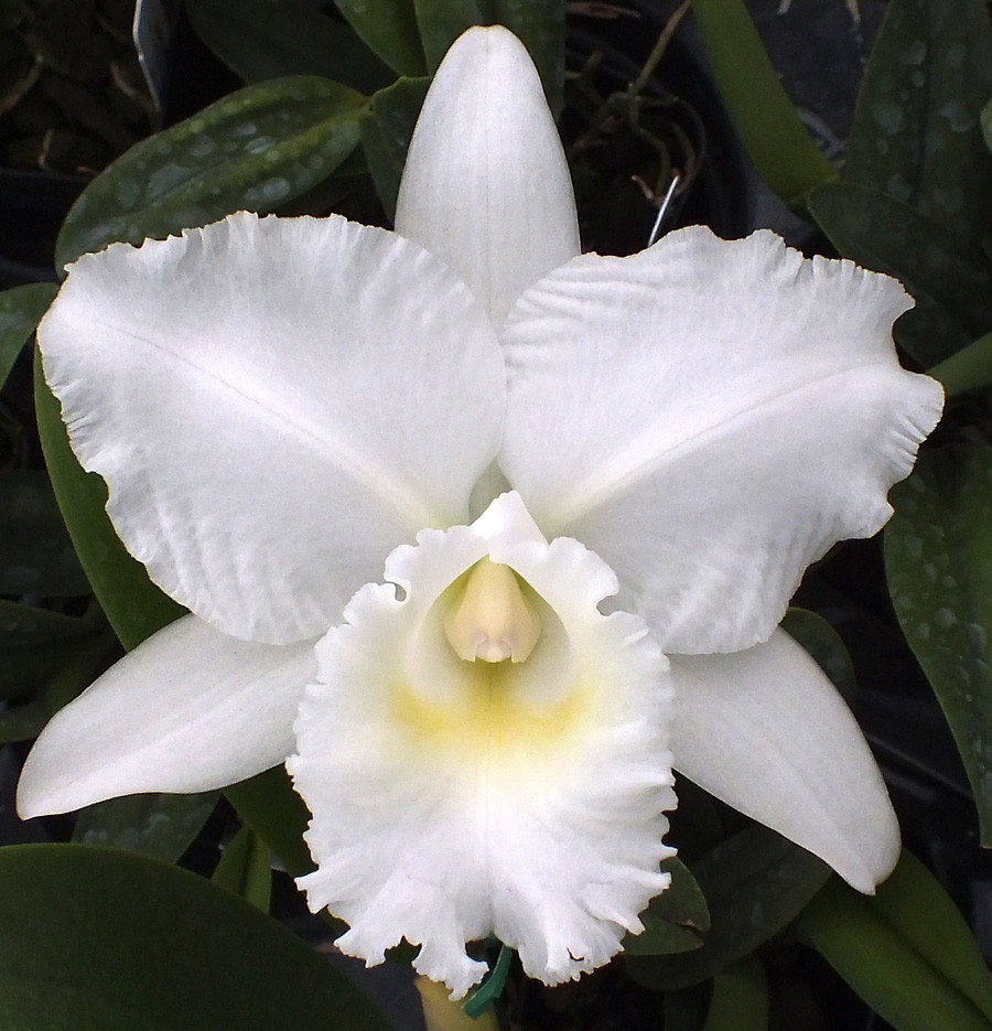 C. White Reception 'NN'.