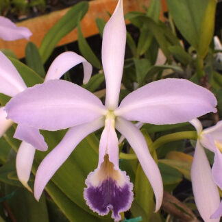 C. labiata var. coerulea.