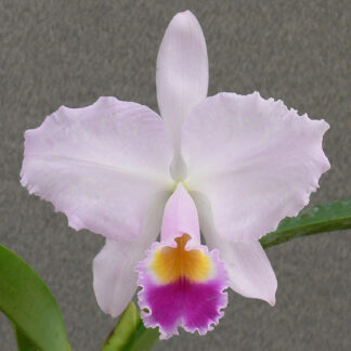 C. trianaei 'A.C. Burrage' AM/AOS.