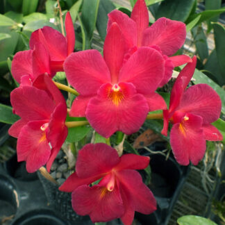 Ctna. Mem. Henry Goldberg 'Odom's Orchids'.