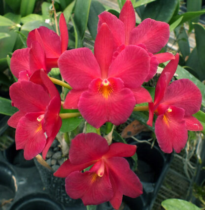 Ctna. Mem. Henry Goldberg 'Odom's Orchids'.