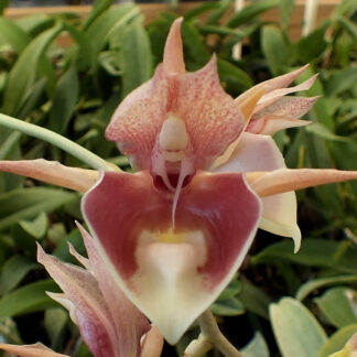 Ctsm. Nicolasa Tavarez x Cl. dodsoniana.