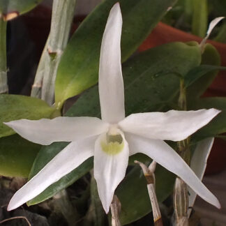 Den. moniliforme 'Matsushima Seikikkoku'.