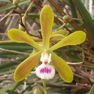 Encyclia tampense.