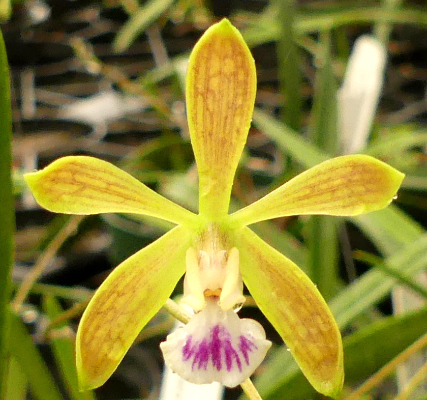 Encyclia tampense. - Image 5