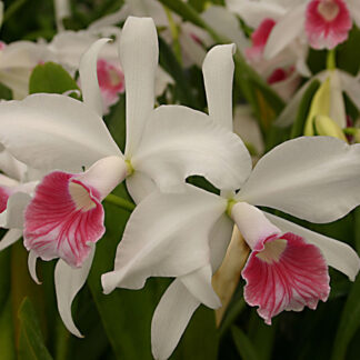 C. (L.) purpurata var. carnea 'Alto' x self