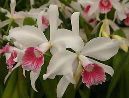 C. (L.) purpurata var. carnea 'Alto' x self
