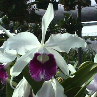 C. purpurata var. werkhauseri 'Scully' x C. purpurata var. schusteriana 'Linwood'