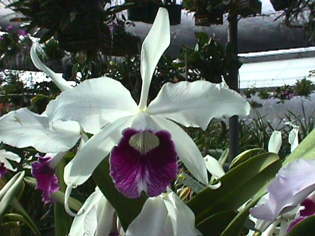 C. purpurata var. werkhauseri 'Scully' x C. purpurata var. schusteriana 'Linwood'