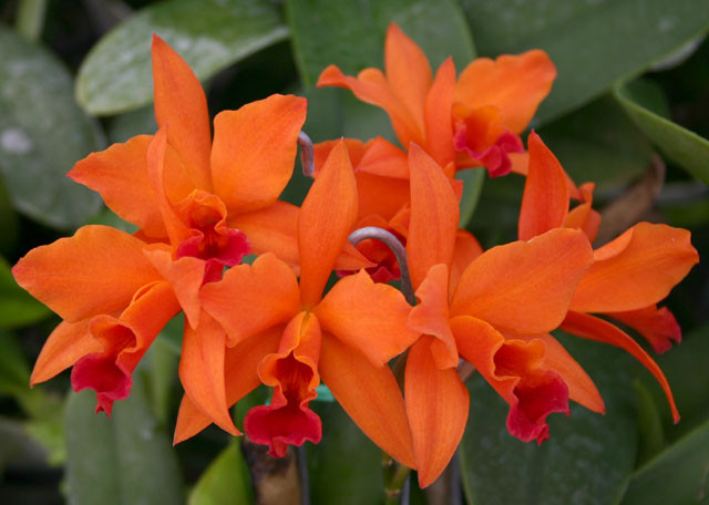 Lc. Fire Dance 'Patricia' AM/AOS. - Image 2