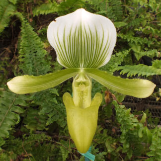 Paph. Hsinying Majakun