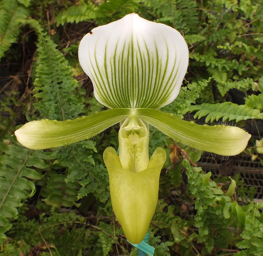Paph. Hsinying Majakun