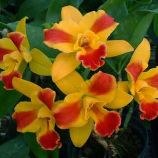 Pot. Burana Beauty 'Burana' HCC/AOS.