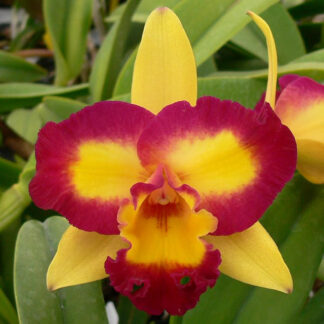 Pot. Shin Shiang Diamond 'Tai-Young #1' HCC/AOS.